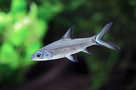 Top Bala Shark Tank Mates Welcome To Fishkeeping Adventure