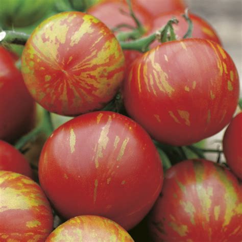 Tomato Standard Tigerella Seeds From Mr Fothergills