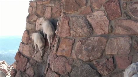 Cute Baby Mountain Goats Climb Wall To Get To Mama Youtube