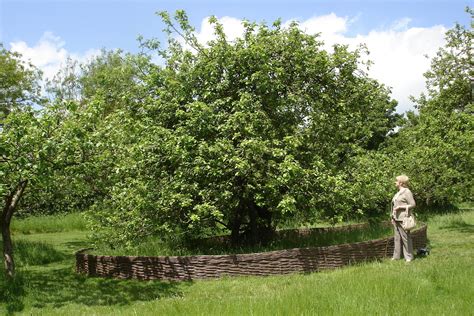 Isaac Newton Apple Tree Doctornored