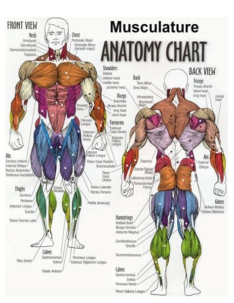 Female Chest Muscle Anatomy Diagram Shoulder Muscles Shoulder