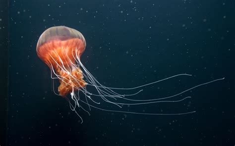 Scientists Make Jellyfish Swim Faster To Prepare For Deep Sea Exploration