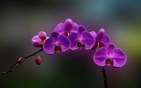 Orchid Flower Wallpaper Weneedfun