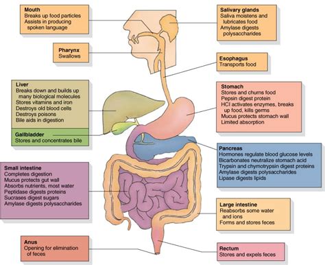 Digestive System Terms Definitions Schoolworkhelper