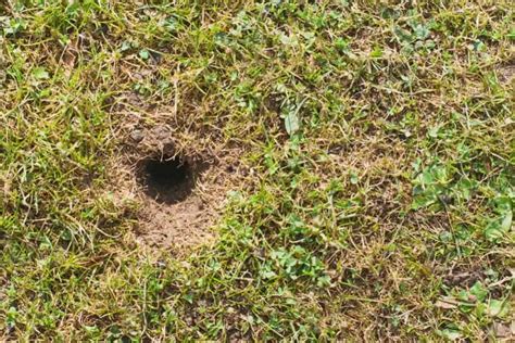 What Animal Is Digging Small Holes In Yard Crabgrasslawn