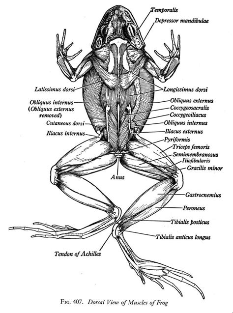 Frog Anatomy Amphibians Frog Anatomy
