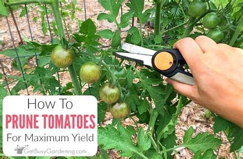 How To Prune Tomatoes For Maximum Production Tomato