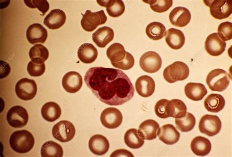 Monocyte Blood Cell Light Micrograph Stock Image C0151785