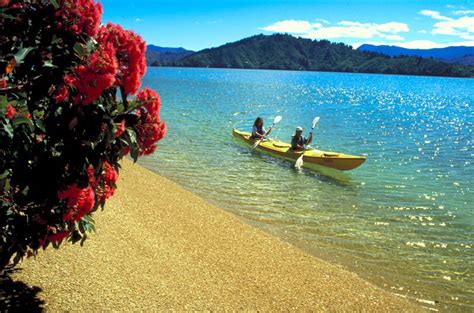 Capture Views Of The Pohutukawa Also Known As New Zealand Christmas