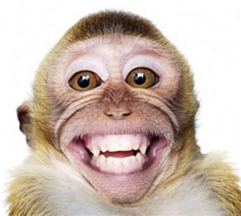 Funny Smiling Animals Smiling Animals Monkeys Funny Monkey Pictures