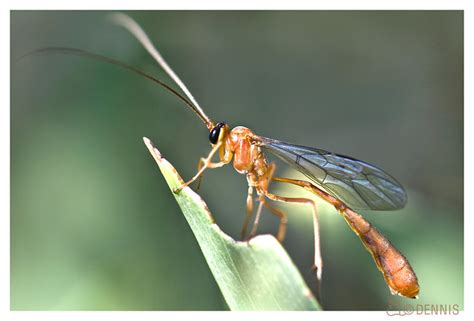 Red Stinger Ichneumon Wasp Flickr Photo Sharing
