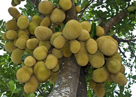 How To Grow Jackfruit From Seed Plant Instructions
