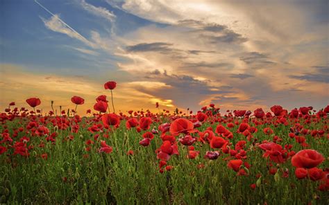 Download 3840x2400 Wallpaper Sunset Poppy Field Flowers