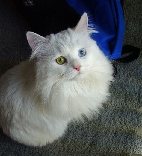 This Cat Has The Most Beautiful Eyes Ever Siberian Cat Cats Cat Breeds