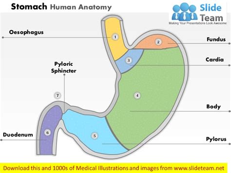 Transversus abdominis muscle internal abdominal oblique muscle rectus abdominis muscle anterolateral abdominal wall. Stomach human anatomy medical images for power point