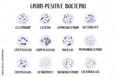 Streptococcus Bacteria Gram Stain