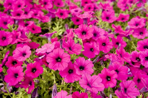 Closeup Of Bright Pink Garden Flowers By Tim Laman