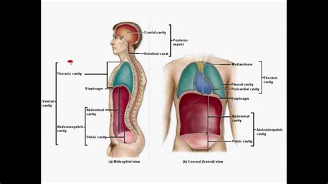 Get free worksheets in your inbox! body regions clipart for ap - Clipground