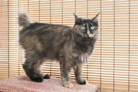 Kurilian Bobtail Cat Breed Info Pictures Traits And Facts Excited Cats