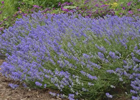 Lavender Blue Cushion Lavender From Plantworks Nursery