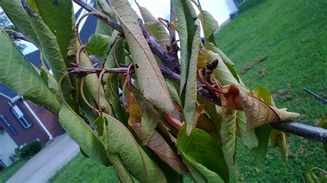Nov 10, 2020 · red maples and several other plants have naturally occurring anthocyanins and red colored tree leaves at any time of the year. leaves - What is wrong with my Bing cherry tree ...