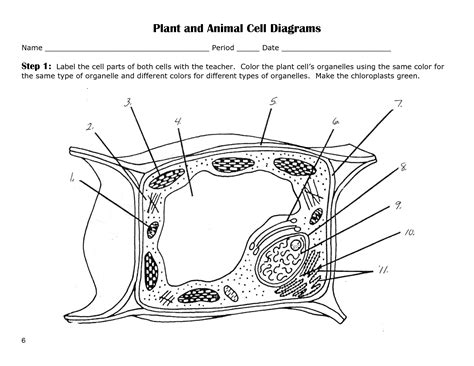 Coloring pages animal cell coloring page answers. Animal Cell Coloring Page - Coloring Home