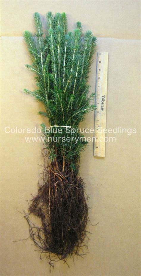 Colorado Blue Spruce Seedlings Evergreen Trees For Sale
