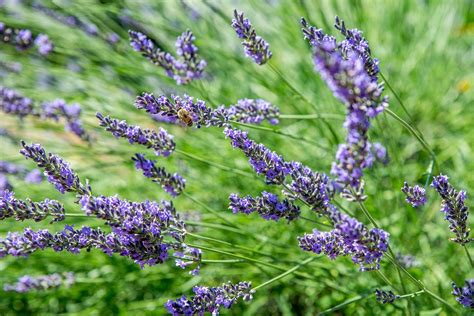 Lavender Plant Care And Growing Guide