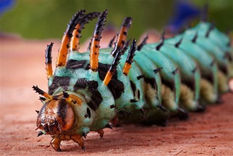 Les 15 Insectes Les Plus Bizarres Du Monde