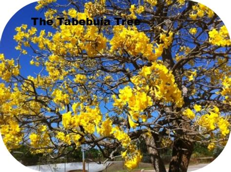 A Yellow Flowering Tree The Tabebuia Dr Edwin A Menninger The Man