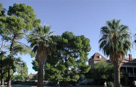 Old Main Tour University Of Arizona Campus Arboretum
