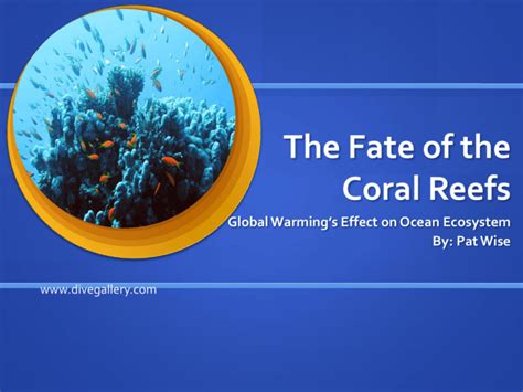 The Fate Of The Coral Reefs