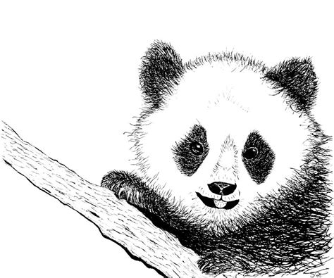 Playful Panda Bear Drawing By Abstract Angel Artist Stephen K Fine