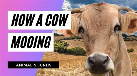 The Animal Sounds Cows Mooing Sound Effect Animation 🐮 Youtube