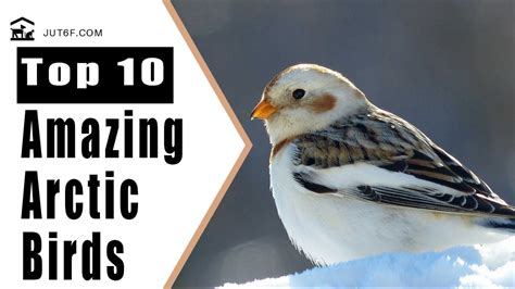 Top 10 Amazing Arctic Birds Arctic Birds Bird Species