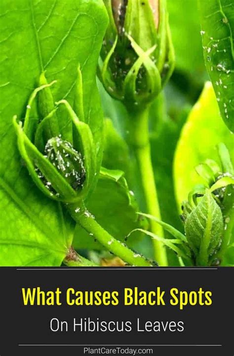 Black Spots On Hibiscus Buds Leaves Easy Vegetables To Grow