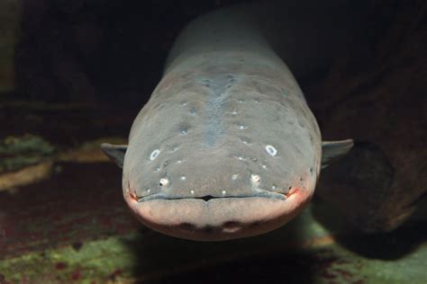 8 Shocking Facts About Electric Eels