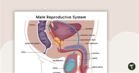 Male And Female Reproductive Systems Teach Starter