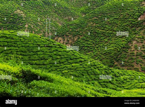 Lush Green Hills Of Malaysian Tea Plantation Stock Photo Alamy