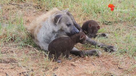 Hyena Mothers Newborn Cubs In The Kruger National Park Youtube