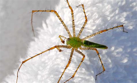 A Green Spider