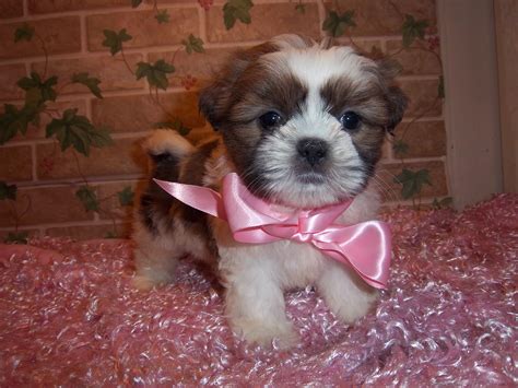 Small Breed Puppies Adoption/Sale Paris Maine | Mainely Puppies