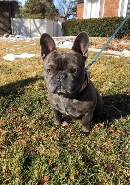 It is my ambition to raise frenchies that are hea. Colorful Frenchies | Ask Frankie Breeder Directory