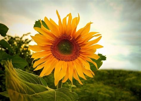 Nature Sunflowers Wallpapers Hd Desktop And Mobile Backgrounds