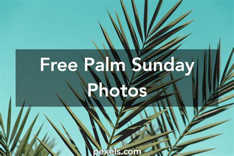 1000 Interesting Palm Sunday Photos Pexels · Free Stock Photos