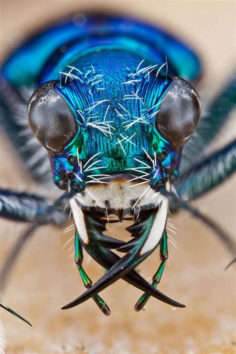 Unreal Macro Photos Of Insect Faces