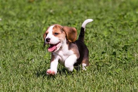 saiba quais as melhores raças de cães para os bebés fotografias sÁbado