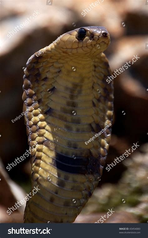 Snouted Cobra Stock Photo 43454083 Shutterstock