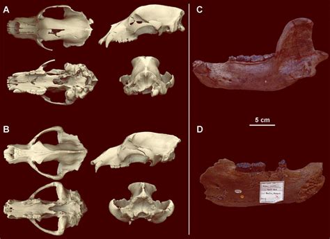 Research Sheds New Light On How Cave Bears Became Vegetarians Scinews
