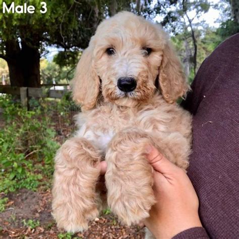 Visit us now to find the right goldendoodle hi, i'm tabatha lugo. F1 generation Teddy Bear Goldendoodle in Ocala, Florida ...